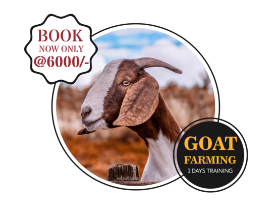 Goat Farm Training in India